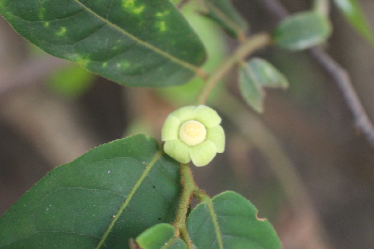 Uvaria sphenocarpa Hook.f. & Thomson